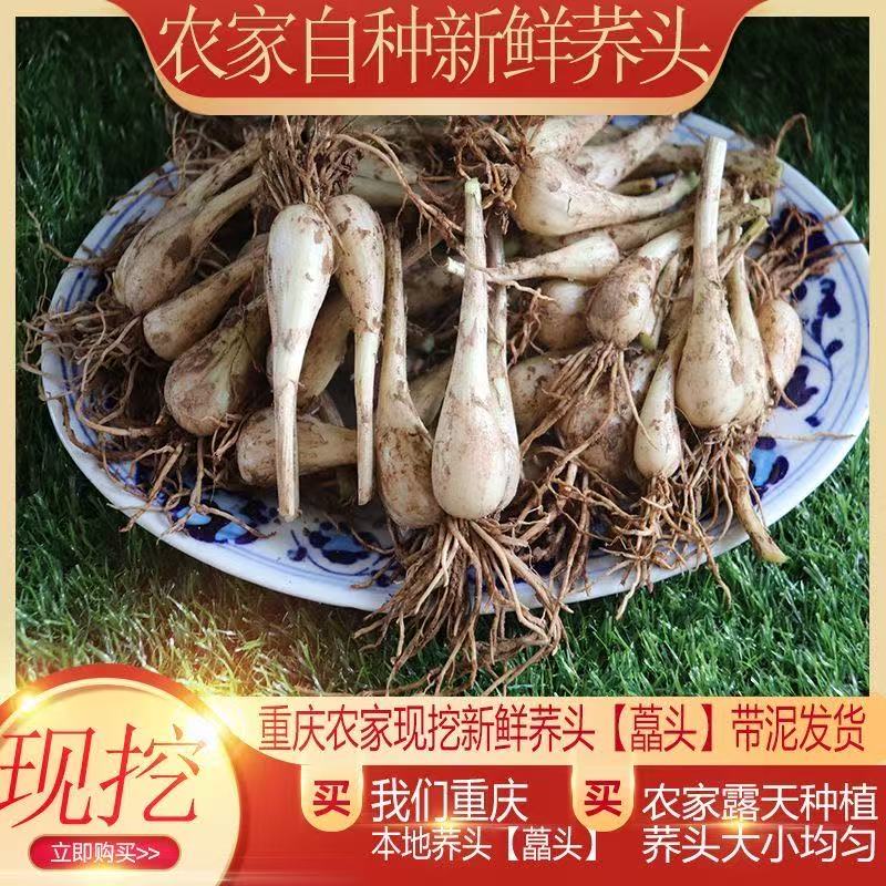 江西农家荞头种子可种带根带须便宜实惠新鲜现挖当季蔬菜种苗