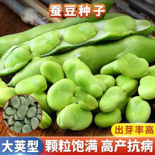 蚕豆种子大粒高产蚕豆种籽南方农家菜园大田用种秋冬季蔬菜种孑子