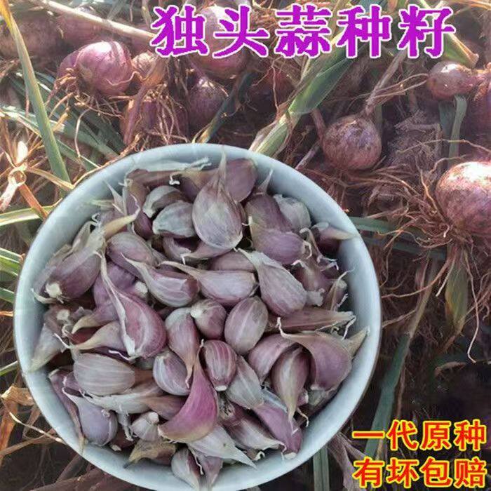 正宗彭县四川独子蒜蒜栽籽崽子蒜瓣专用小蒜瓣出独米蒜一代真品蒜