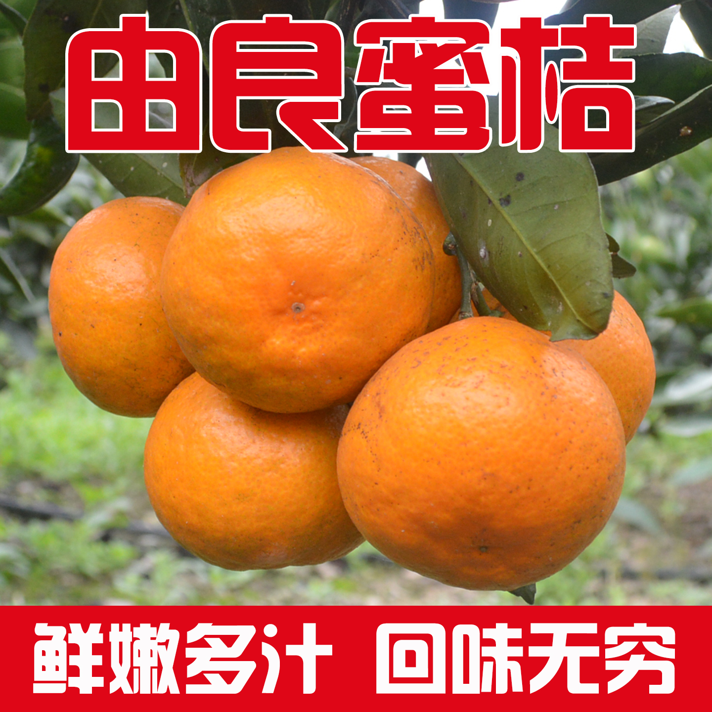 正宗宁海由良蜜桔5斤