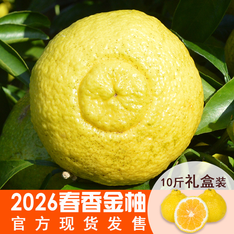 春香金柚新鲜象山青整箱当季黄金贡柚春香柚水果小柚子礼盒甜桔柚
