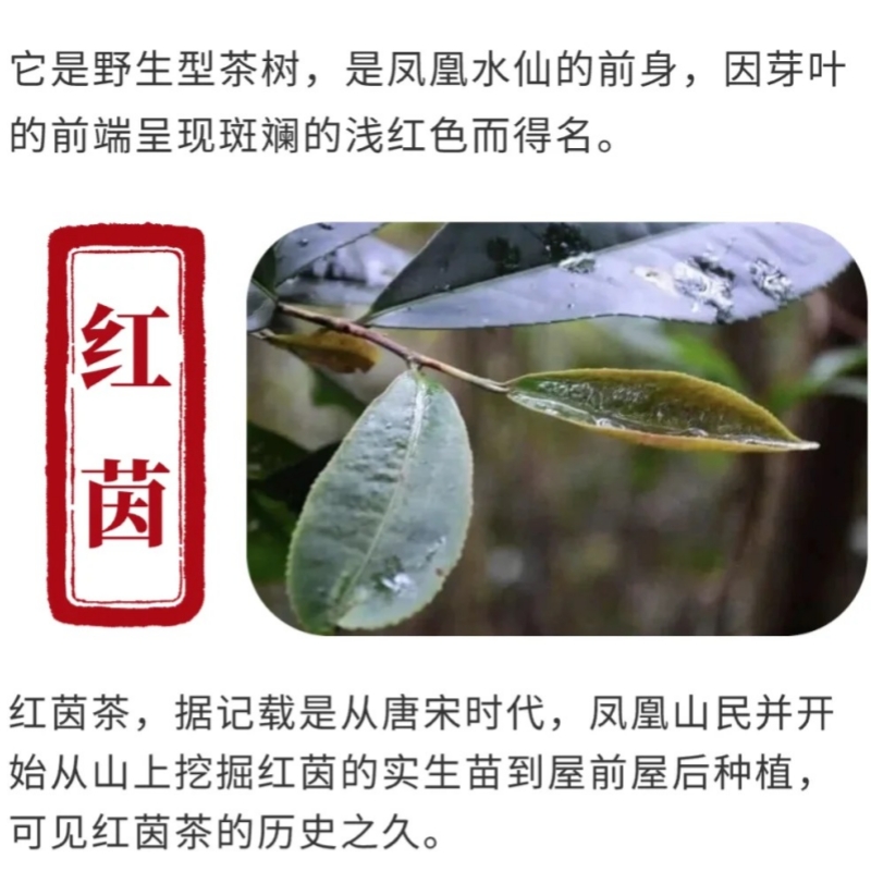 凤凰单丛野生红茵正宗