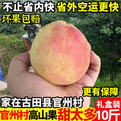 正宗古田水蜜桃甜桃白蜜甜脆桃新鲜福建大桃子礼盒装！官州村直发