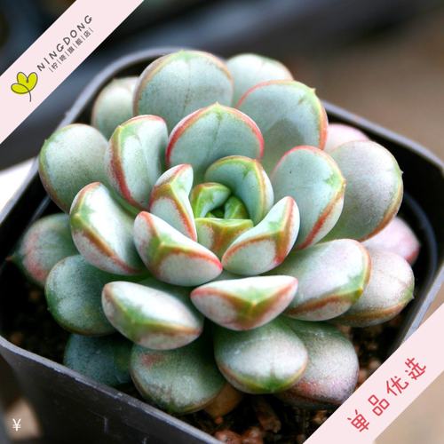 多肉植物葡萄价格 多肉植物葡萄图片 星期三