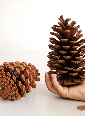 15cm美国松果松塔 圣诞松果橱窗布置摆件家居装饰DIY干花材料