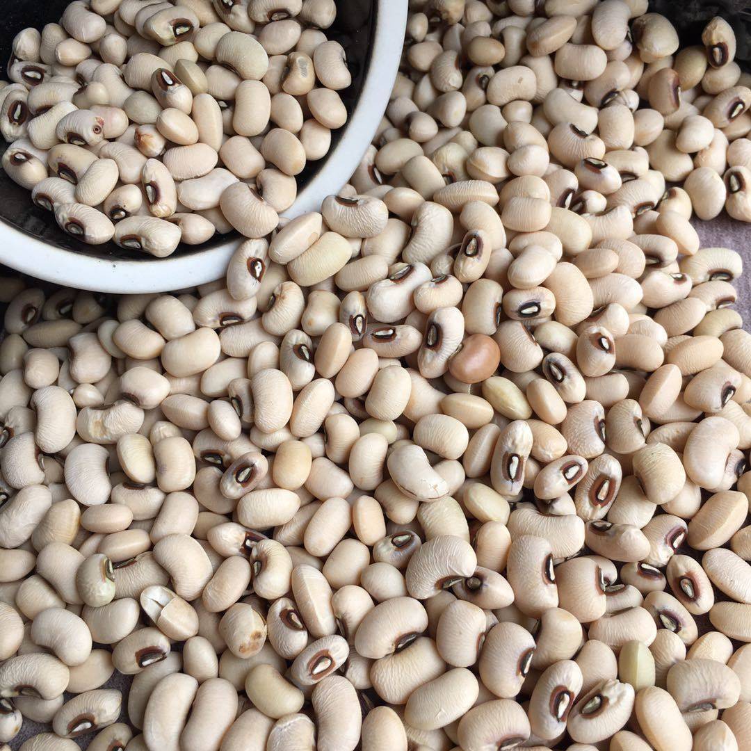 农家白豇豆2500g五斤白豆白饭豆眉豆豆类五谷杂粮袋装粗粮豆食用