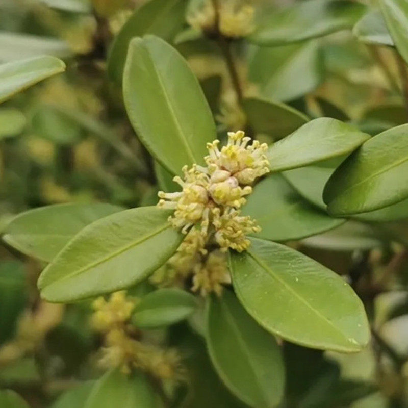 小叶黄杨素材树苗瓜子黄杨盆景老桩长青室内植物盆栽庭院耐寒花u.