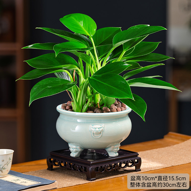 金钻盆栽室内花植物绿萝四季常青树苗花草客厅办公室桌面绿植美观