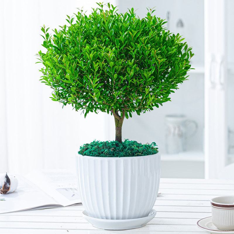 小叶赤楠盆栽绿植花卉室内花老桩客厅办公室桌面四季青美观花盆景