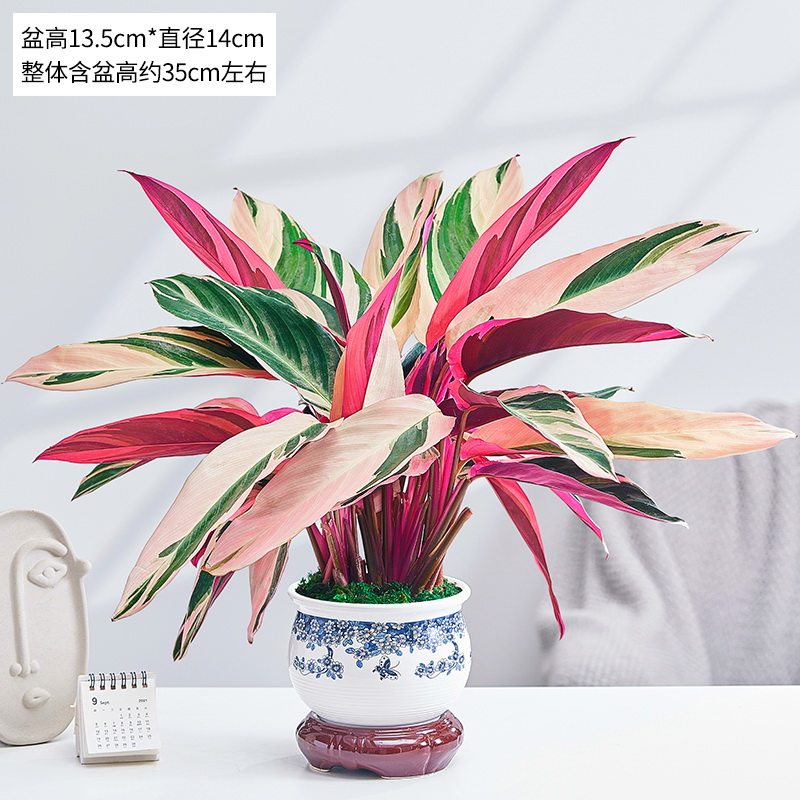 彩虹竹芋盆栽花卉植物室内花四季常青树苗客厅办公室桌面绿植美观