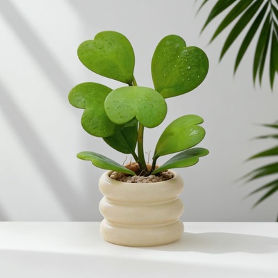 心叶球兰盆栽花卉植物室内花开花芳香四季常绿客厅办公室桌面绿植
