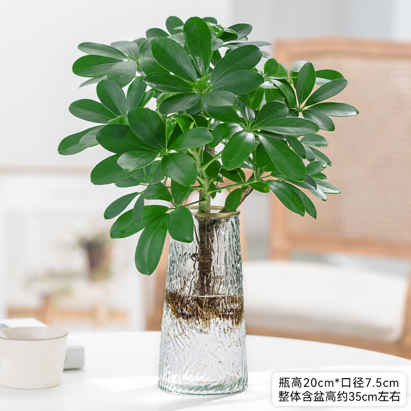 水培植物老桩七叶莲盆栽鸭脚木植物室内花四季客厅办公室桌面绿植