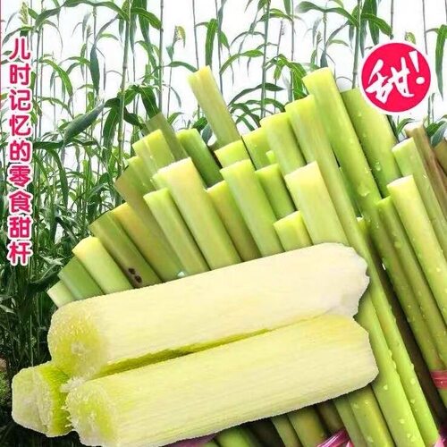 正宗东北甜柑小甘蔗甜芦栗新鲜水果当季现摘现发甜芦栗