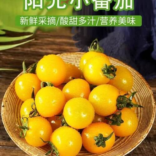 黄柿子珍珠柿子现摘现发