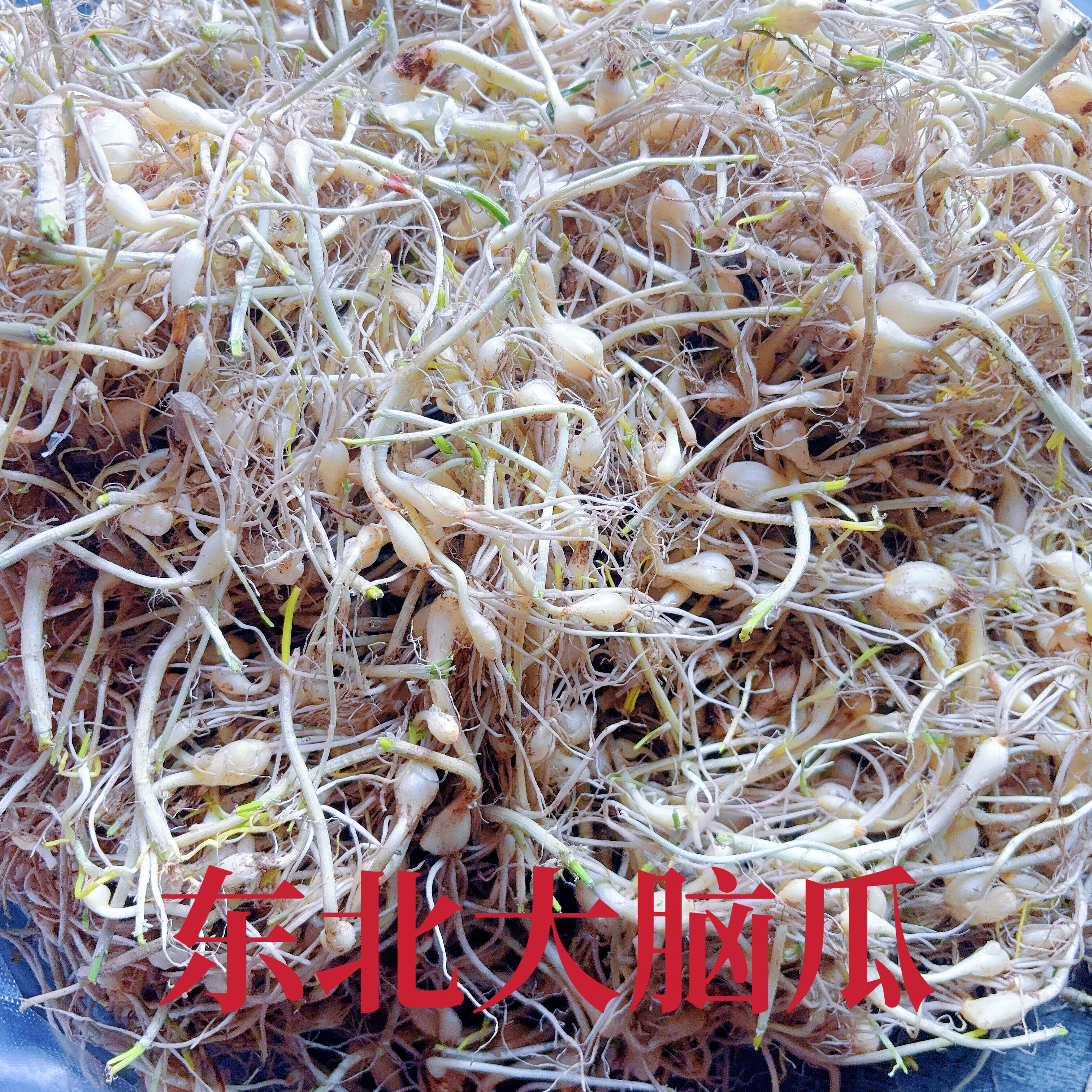 东北纯野生小根蒜大脑蹦蘸酱菜炒蛋凉拌美味野菜现挖保证新鲜