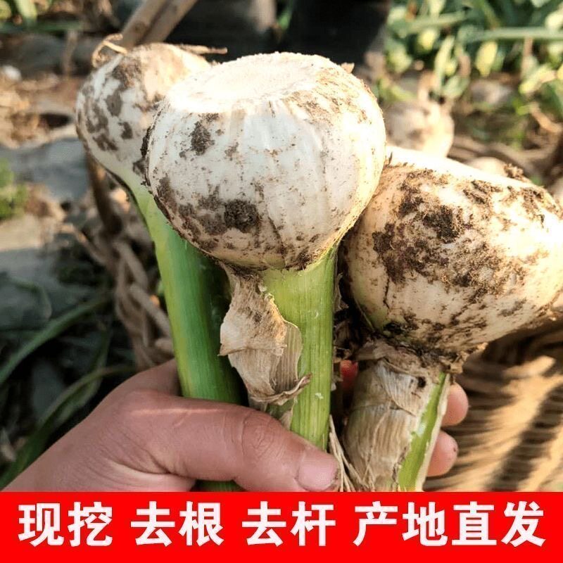 2026年东北鲜蒜新鲜现摘现发当季蔬菜大蒜头糖醋蒜紫白皮大蒜