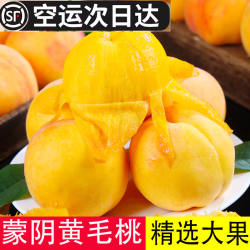 山东蒙阴黄金毛桃5斤新鲜水果炎陵锦绣黄桃现发脆甜当季孕妇水果3
