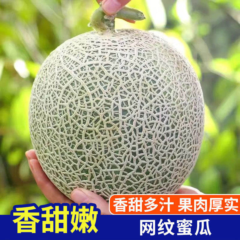 现货网纹瓜玫珑蜜瓜10斤哈密瓜新鲜水果当季整箱冰淇淋甜瓜5山东