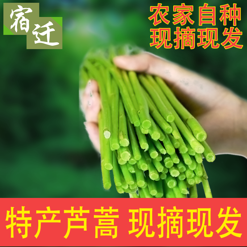 新鲜芦蒿农家产地直销3斤去叶