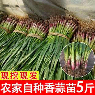 现挖新鲜青蒜苗红皮青梗大蒜苗红根蒜苗本地蒜苗新鲜蔬菜3斤5斤