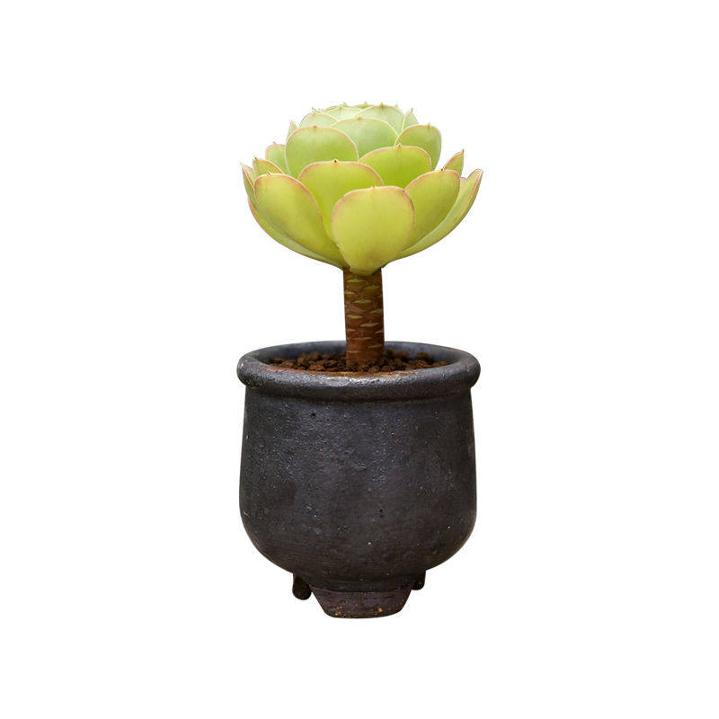 多肉植物柠檬韶羞法师小老桩单头新款肉肉植物绿植室内花卉盆栽