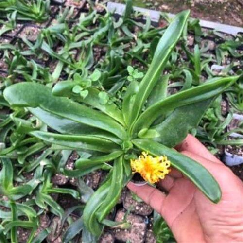 佛手多肉植物盆栽佛手托金盆栽佛手掌花千佛手阳台家用室内大盆.