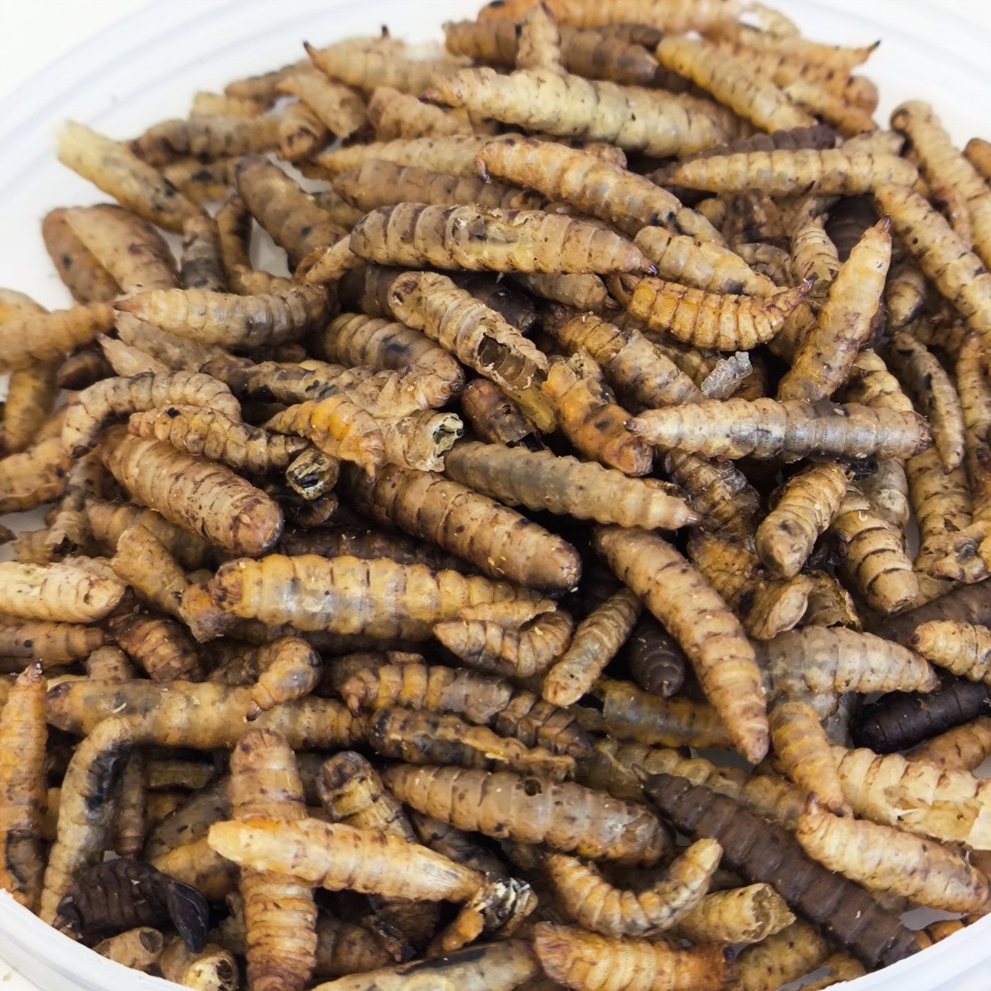 微波黑水虻虫干异宠食物A级干虫蜥蜴守宫零食物鸟粮龟粮爬宠仓鼠