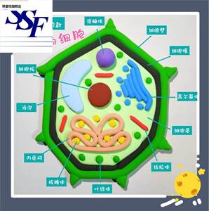 生物真核植细胞模料型N初高中手工D动物物材包成品A双螺旋结构模