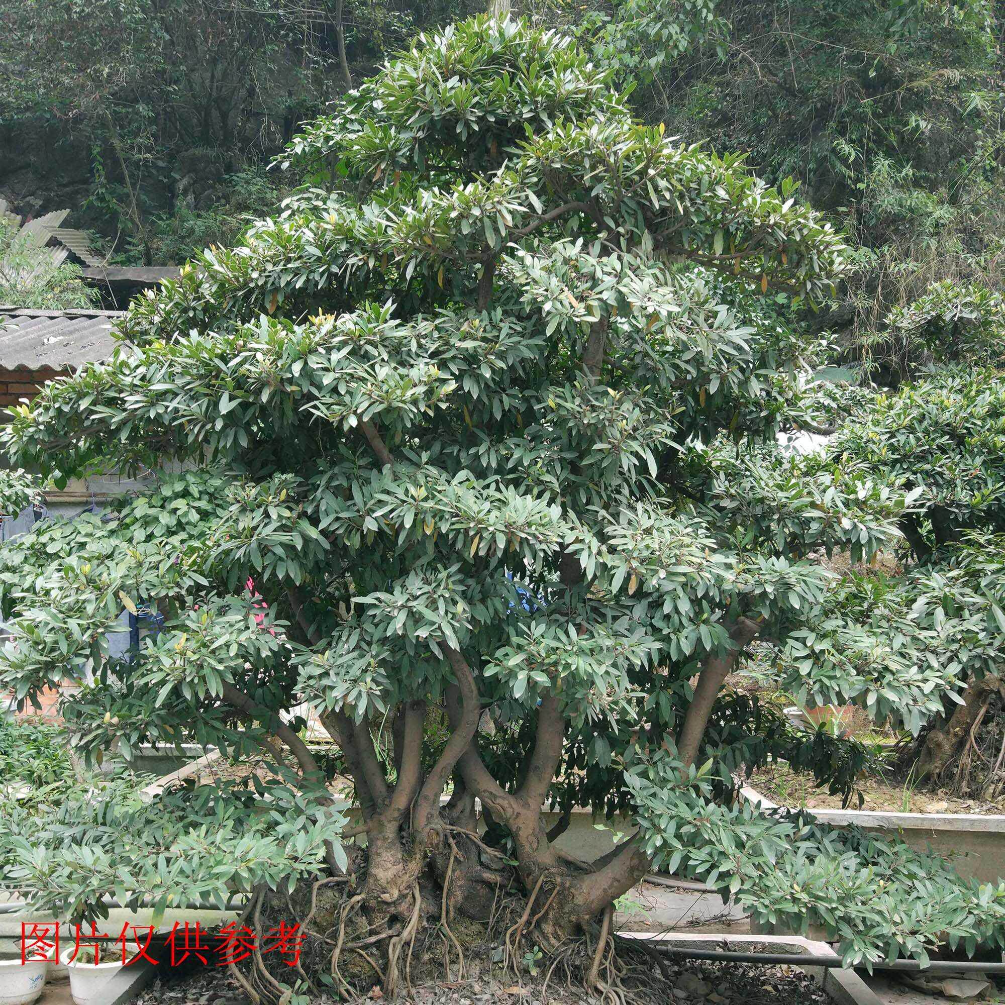 华蚊母盆景老桩常绿植物盆栽庭院室内阳台绿植花卉小叶蚊母生桩