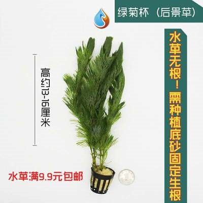 鱼缸里的水草植物真草的四季造景热带净化水质观赏小型有茎类淡水