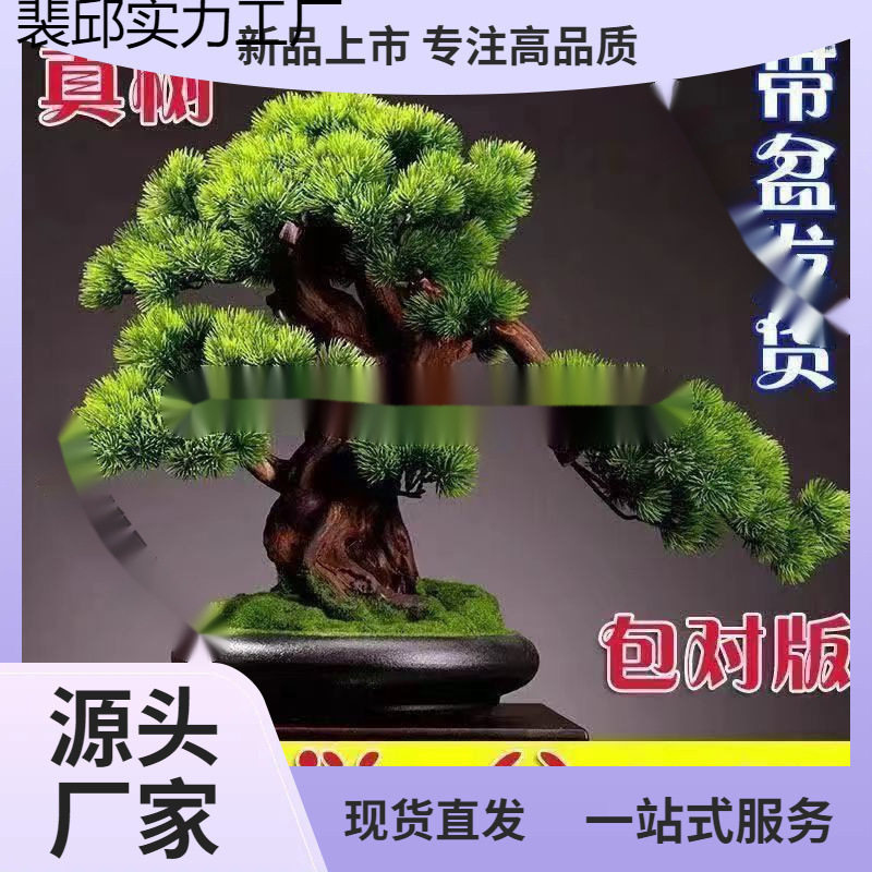 办公室小松树盆栽花盆松树造景真迎客松盆景真树镇