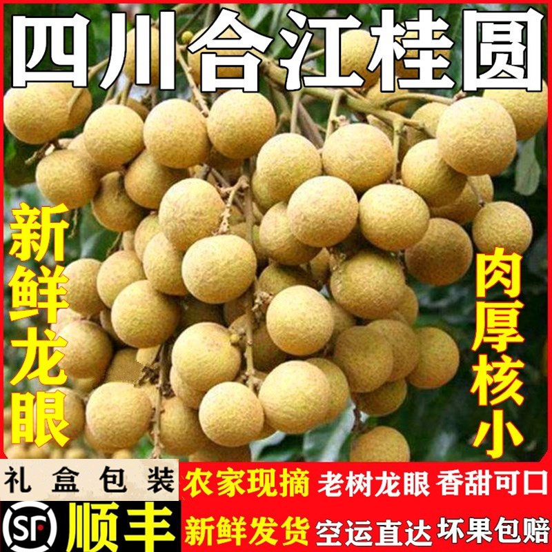 正宗四川泸州合江老树现摘新鲜桂圆石硖龙眼蜀冠当季农家特产水果