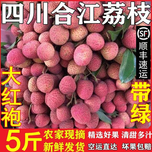 荔枝大红袍新鲜5斤四川泸州合江特产晚熟水果现摘带绿小核 妃子笑