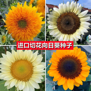 进口切花向日葵种子观赏四季盆栽花店文森特精选白色耐热卉种籽孑