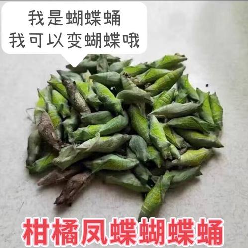 蝴蝶蛹柑橘凤蝶玉带凤蝶蝴蝶笼子