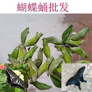 蝶蛹蝴蝶蛹活蝴蝶蛹羽化过程体验蝴蝶儿童观察柑橘凤蝶玉带凤蝶蛹