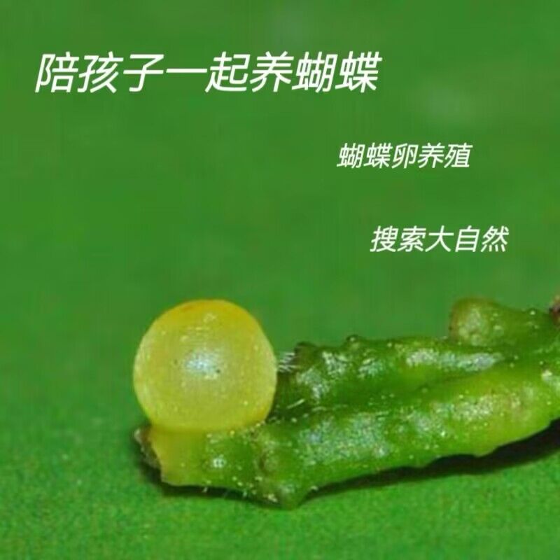 蝴蝶虫卵蝴蝶蛹活体宠物饲养爆款