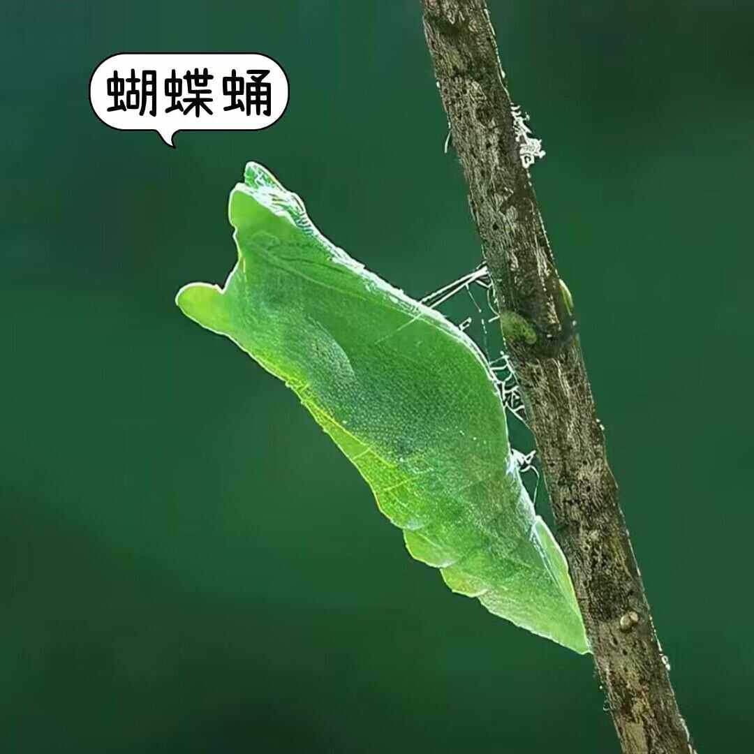户外儿童蝈蝈笼子昆虫笼子蝴蝶蛹