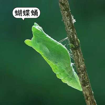 户外儿童蝈蝈笼子昆虫笼子蝴蝶蛹