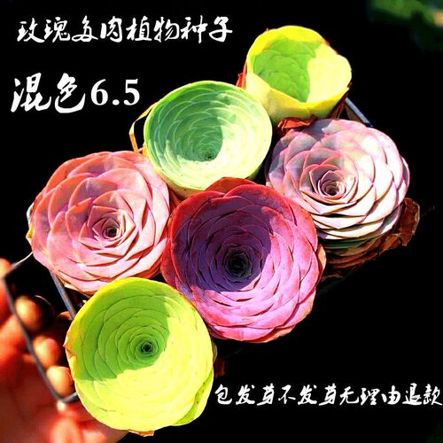 多肉植物种子发芽价格 多少钱