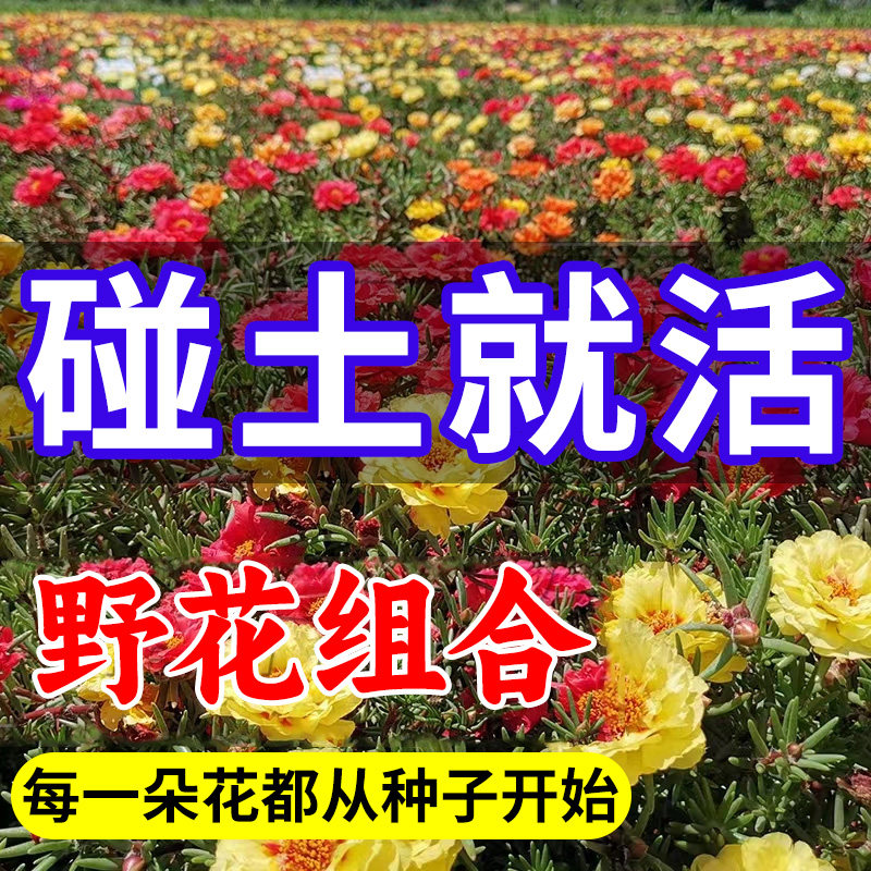 太阳花野花组合花种子波斯菊花种籽子四季播种开花格桑花种孑好养