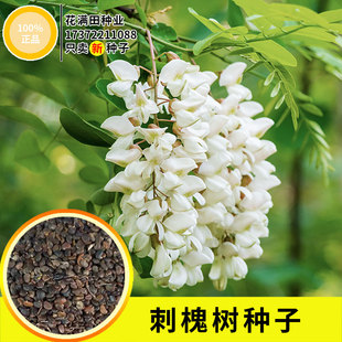 刺槐种子 白花刺槐树香花槐 紫穗槐洋槐蜜蜂采蜜槐花黄花槐树种籽