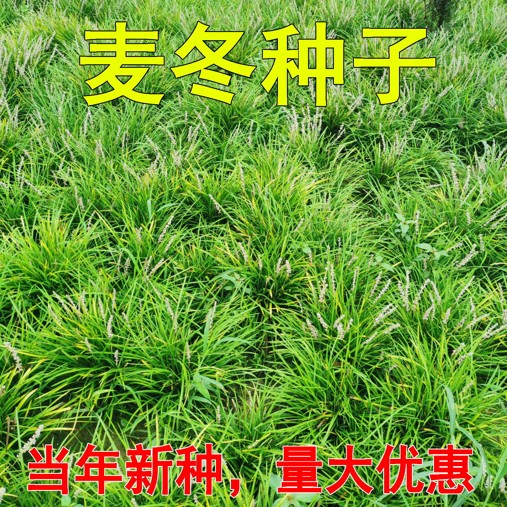 麦冬草种子玉龙草种子图片
