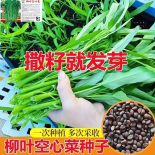 空心菜籽种种子大全四季 菜苗菜籽蔬菜大叶空心菜种籽种孑农家盆栽