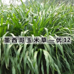 牧草种子墨西哥玉米草种子阔叶优12玉米草种籽大叶高产猪牛羊草籽