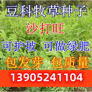 包邮 进口牧草种子 豆科优质沙打旺种子 麻豆秧沙地牧草种子