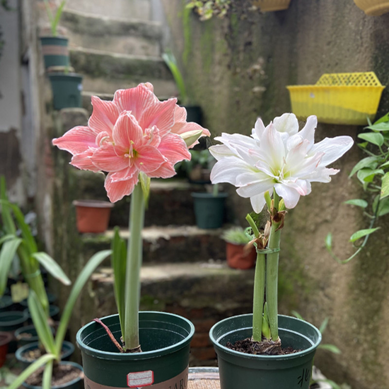开花球 进口朱顶红种球重瓣开花植物室内外盆栽植物花卉绿植,宠物/宠物食品及用品,水草,淘宝优惠券,粉丝福利购,淘宝优惠卷