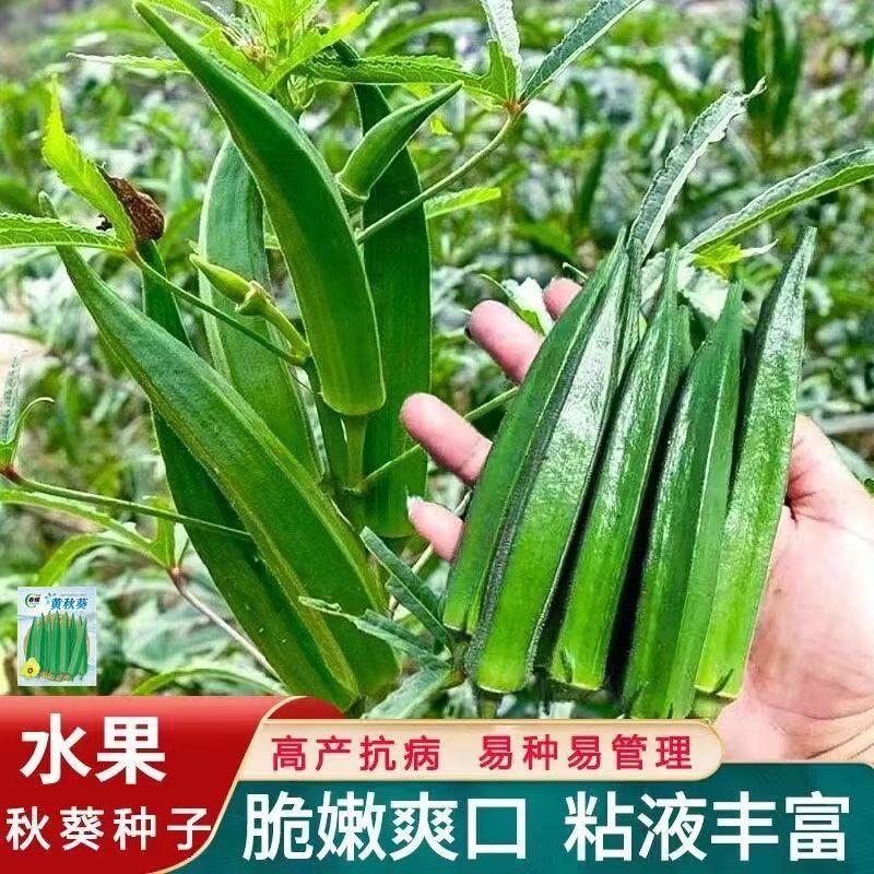 春季夏四季播蔬菜阳台庭院