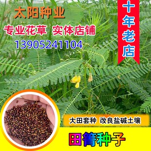 田箐种子果园土壤改善碱菁涝豆耐涝耐旱耐盐碱田青牧草绿肥种籽孑