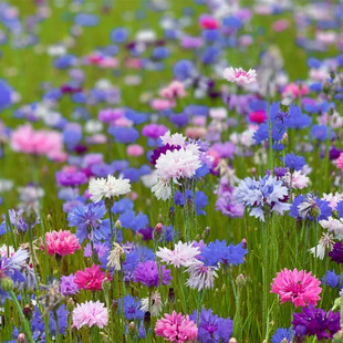 矢车菊种子混色花种籽子四季播种开花耐寒蓝芙蓉种庭院室外花种子